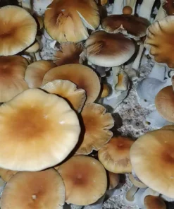 Argentina Cubensis Spores