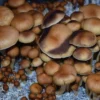 Ajax Mushroom Spores