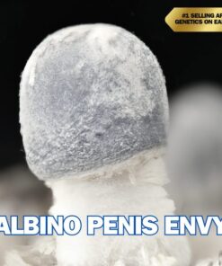 Albino Penis Envy Spore Syringe