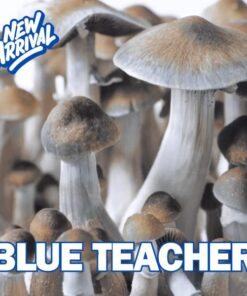 Blue Teacher Spore Syringe