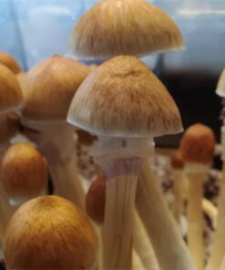 Stargazer Magic Mushrooms