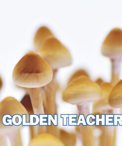 Golden Teacher Spore Syringe