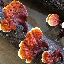 Red Reishi – (Ganoderma lucidum) Sawdust Spawn