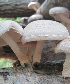 Shiitake Cool Climate (Lentinula edodes) Sawdust Spawn 5lb