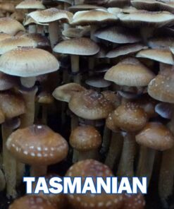 Tasmanian Spore Syringe