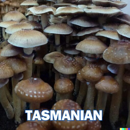 Tasmanian Spore Syringe