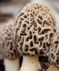 White Morel