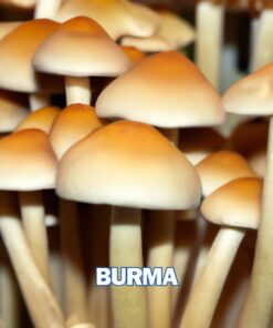 Burma Spore Syringe (P. Cubensis)