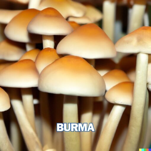 Burma Spore Syringe (P. Cubensis)