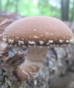 Shiitake Warm Climate (Lentinula edodes) Sawdust Spawn 5lb