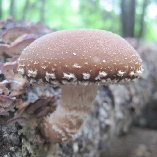 Shiitake Warm Climate (Lentinula edodes) Sawdust Spawn 5lb